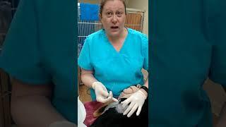 Epidural analgesia in the dog