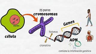 ADN, Cromosomas y Genes