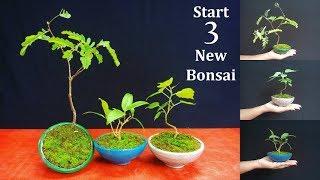 How to Start Bonsai : Starting Three New Bonsai Trees & care for Beginners // GREEN PLANTS