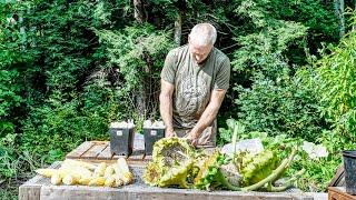 Homegrown Chicken Feed | Growing, Harvesting and Curing Corn, Sunflower, Garlic and Barley