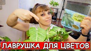 Лавровый Лист - удобрение для цветов! А Вы знали?