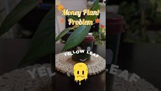 Money Plant Yellow Leaf Problem #pothos #moneyplant #indoorplants #ytshorts #shorts #garden #plants