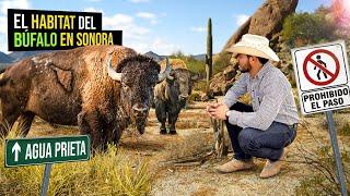 El habitat del BÚFALO en el desierto de Sonora | ¿Se puede cazar en Agua Prieta?