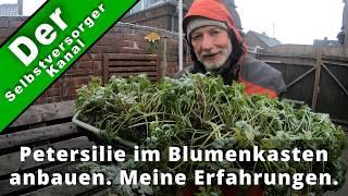 Petersilie im Blumenkasten anbauen