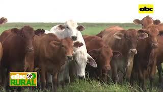 ABC Rural: Agroganadera Farmer (2): Manejo de vacas y terneros en campos bajos