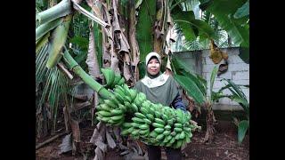 PANEN PISANG TERBANYAK + TRIK MEMERAM PISANG AGAR TAK MATANG SEREMPAK