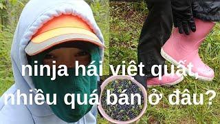 NINJA HÁI VIỆT QUẤT - nhiều việt quất quá bán ở đâu - công việc làm thêm mùa hè ở Phần Lan