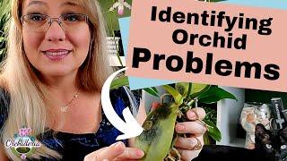 Step-by-Step Guide to Identifying Orchid Problems: What is Wrong with my Orchid?