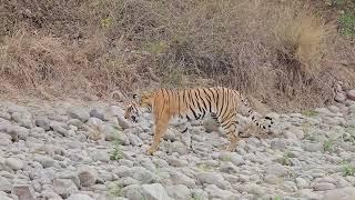 morning tiger crossing river