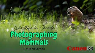 Photographing Small Mammals | Basic Wildlife Photography Fieldcraft Tips | Canadian Wildlife