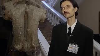 Череп слона Громова – уникальный экспонат музея. Артефакт. Городской портал Ростовлайф. 2018.г.
