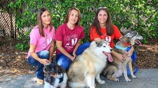 PawsLikeMe.com Uses Algorithm to Match Rescue Dogs With Potential Owners