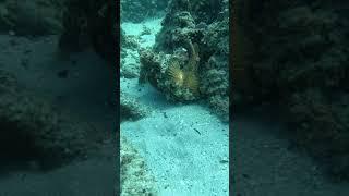 Octopus Eats Deadly Stonefish