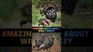 Amazing facts about Wild turkey #shorts #facts #animals #trending #wildlife @USAFacts_Official