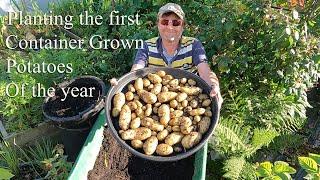 Planting the first Container Grown Potatoes of the year.