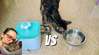 Cat water fountain vs dish ft MeloCat