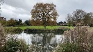 English oak by Abbey lake - October 2024