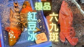 紅豆冰:橫帶唇魚六九斑:六斑九刺鮨一次過2種極品魚種~fishcutting香港海鮮~社長遊街市Seafood