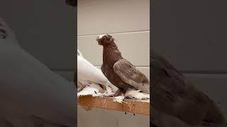 Узбекские голуби Pigeons الحمام Tauben  merpati کبوتر 鴿子 ハトkaʙūtar güvercinler porumbei 11/07/24(3)