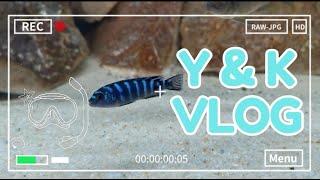 MY VLOG #56 #cichlid  #Demasoniciklide #特蓝斑马鱼 #非洲 #慈鲷 #aquarium  #fishtank