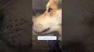 Что нужно знать прежде, чем взять собаку из приюта?