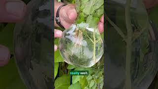Regrow Basil for Continuous Harvest!