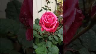 GROWING roses outdoor #gardener #roselover #pinayinaustralia #pinayvlogger