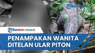 Penampakan Ular Piton Dibelah seusai Telan Wanita Hidup-hidup di Sidrap, Kondisi Korban Mengenaskan