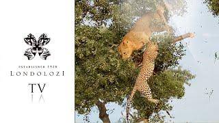 Leopard on Kill Narrowly Escapes Lioness in Tree- Londolozi TV