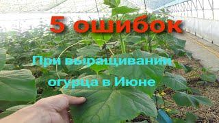 Почему огурцы не растут в июне? Топ-5 ошибок в теплице #землядел