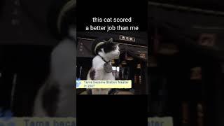 cool cat | tama the cat at work #shorts