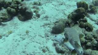 Bonaire - Big Pufferfish in Love, Riesenkugelfische beim Balzen, Arothron stellatus, Stellate puffer