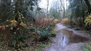 [4K] Virtual Hike To Crystal Falls Coquitlam BC Heavy Rain and Muddy Trail