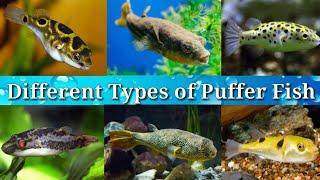 Different Types of Freshwater Puffer Fish for Aquarium / #50