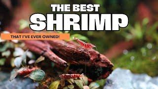 Freshwater SHRIMP that will MAKE your jaw DROP!