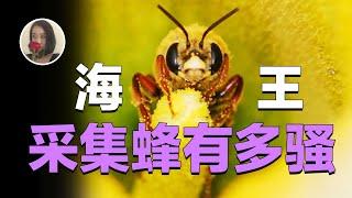 【超个体之蜜蜂03】工蜂是什么智能小家电?蜜蜂的智能无法想象