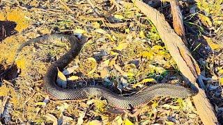 A Close Encounter With A Dangerous Australian Snake