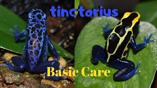 Dart Frog Care Series Part 1 Dendrobates tinctorius