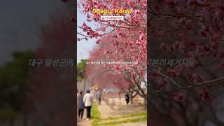 대구 봄꽃 추천 스팟! 홍매화, 백매화가 전통한옥과 어우러진 남평문씨본리세거지