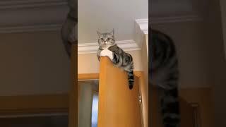 Atraksi kucing diatas pintu #videoshort #vídeoviral