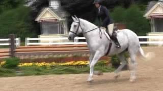 Video of ELEMENTARY MY DEAR WATSON ridden by CLAIRE MEYER from ShowNet!