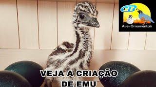 COMO CRIAR EMU AUSTRALIANO - CB AVES ORNAMENTAIS