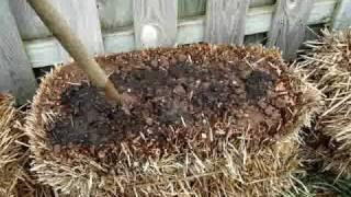 Straw Bale Gardening: Start to Finish