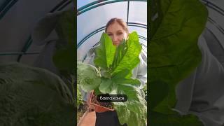 Высадка рассады перца в теплицу #дачасадогород #дача #сад #садоводничество #огород #garden