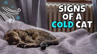 WARNING: 7 Hidden Signs Your Cat is Too Cold 