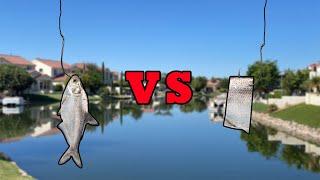 LIVE BAIT VS CUT BAIT - What Bait Catches More Fish?