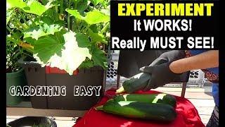 PROOF Tons Of Vegetables Container Gardening EASY SYSTEM Compost in Place-Worm Farm-FREE Plant Food