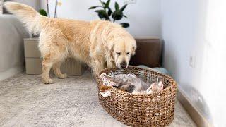 Golden Retriever Shocked by New Tiny Newborn Kittens with Mom in Cat Bed!