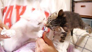 Kittens who can't forget the taste of the first snack they ate