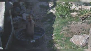 Grizzly bear at Denver Zoo has mishap with pool